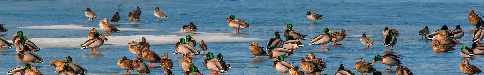 Ducks and Geese header